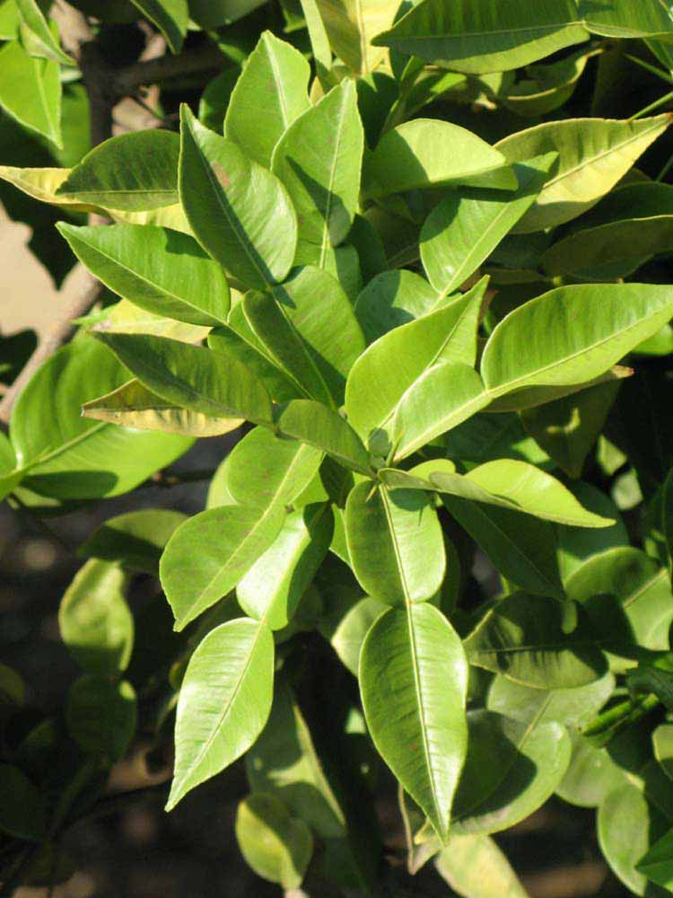              Sun leaves (Riverside, CA)       